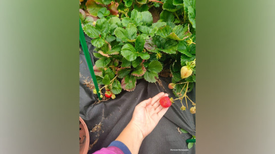 В Воронежской области в октябре заплодоносила клубника