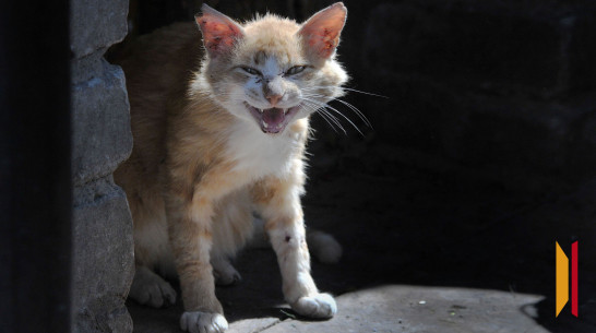 В Воронежской области в 2025 году 33 животных погибли от бешенства