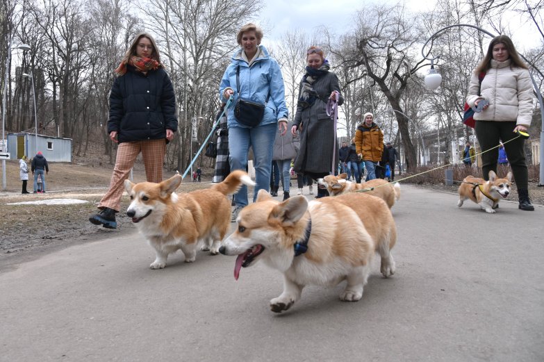Прогулка корги