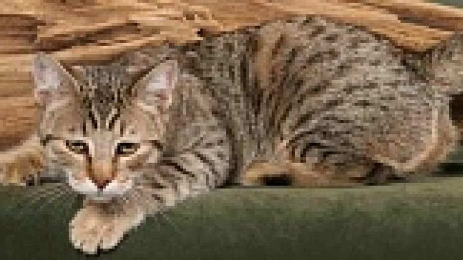 Кот самой редкой в Воронеже породы  - пиксибоб - стоит 70 тысяч рублей