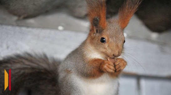 Воронежцам рассказали, как помочь белкам пережить зиму