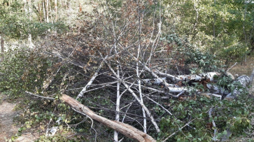 В воронежском лесопарке Оптимистов вырубили 50 аварийных и сухих деревьев