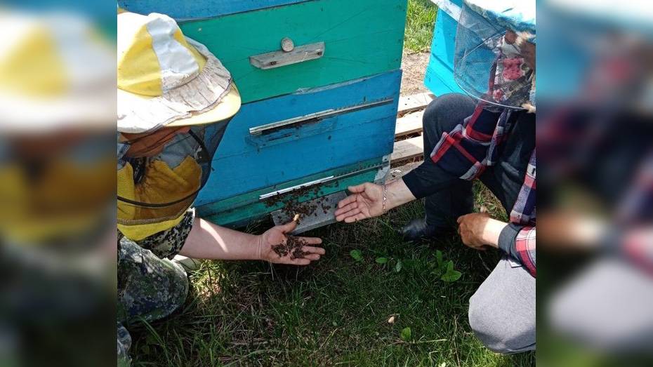 В панинском поселке Березняги у трех пасечников погибли пчелы