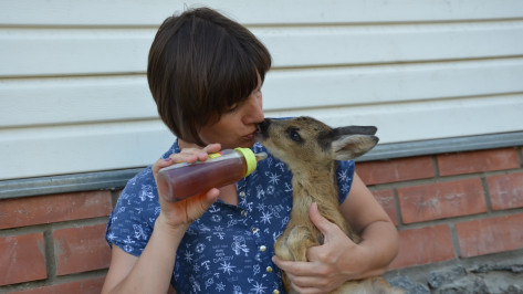 В Воронежской области семья приютила найденного в лесу детеныша косули