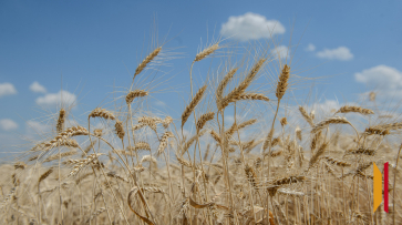 Воронежские аграрии в 2025 году собрали более 6,1 млн т зерна