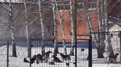 Воронежцы пожаловались на стаю агрессивных собак на территории школы