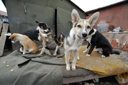 В Воронеже выделили 4 участка под строительство приютов для бездомных животных