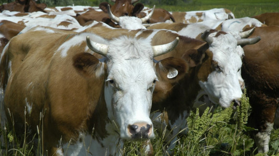 Воронежским животноводам помогут увеличить поголовье КРС по госпрограмме
