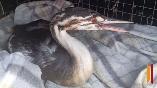 Супруги из Панино спасли чомгу при содействии журналиста РИА «Воронеж»