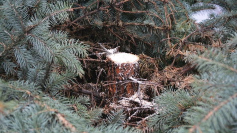 Воронежские браконьеры нарубили новогодних елок на 37 тыс рублей