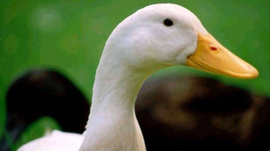 Богучарские госавтоинспекторы остановили пьяного мотоциклиста, перевозившего три мешка с крадеными птицами