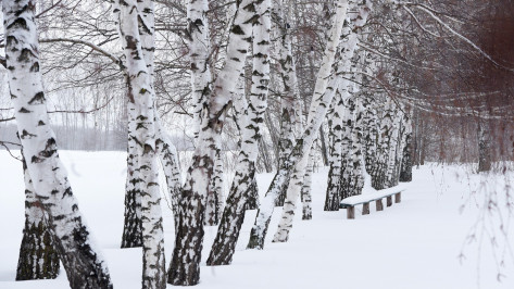 В Воронежской области потеплеет к середине новой недели