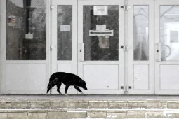 На отлов и стерилизацию бродячих собак в Воронеже потратят до 10,8 млн рублей