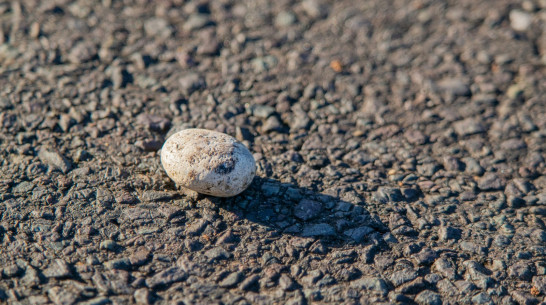 В Воронеже подростки на Северном мосту бросали камни в автомобили