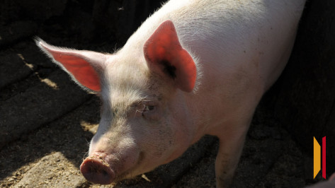 В Воронежской области выросло поголовье свиней
