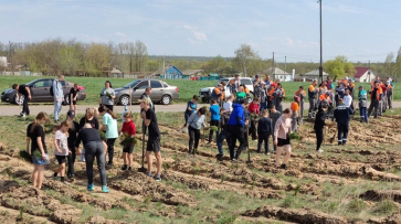 На окраине подгоренского хутора Суд-Николаевка высадили более 5 тыс сосен