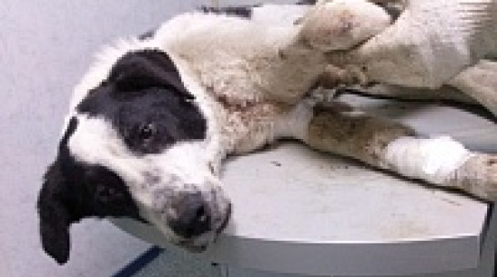 Воронежцы просят наказывать водителей, которые сбивают животных и оставляют их умирать