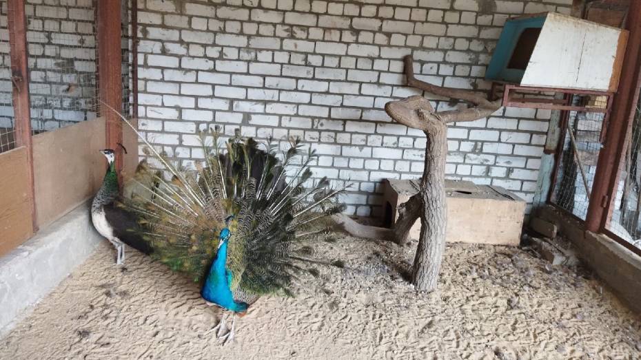 Воронежцев позвали на экопикник в юннатский центр