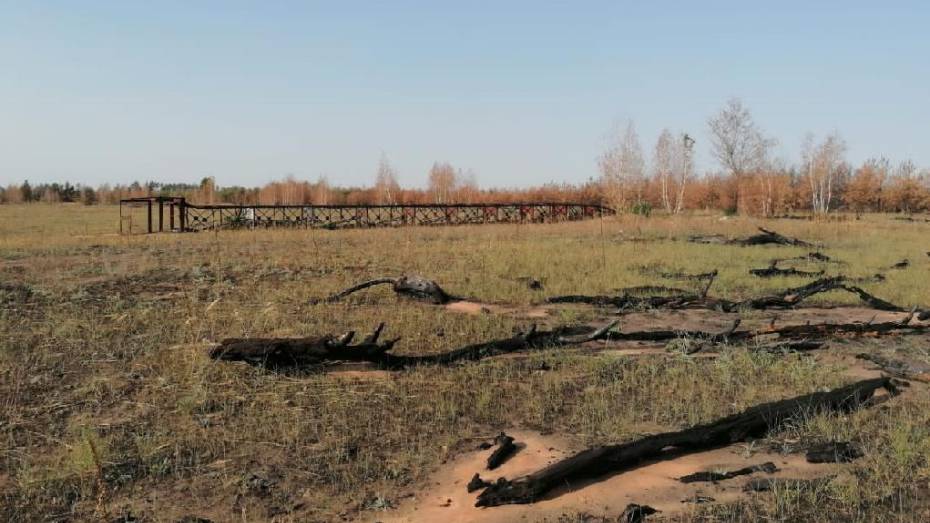 С виновника лесного пожара площадью 102 га взыщут 3,3 млн рублей в Воронежской области