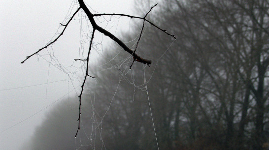 Воронежцев снова предупредили о тумане