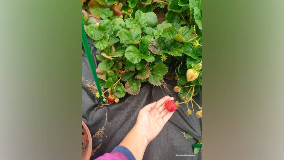 В Воронежской области в октябре заплодоносила клубника