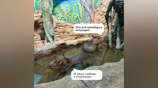 Капибары из Воронежского океанариума верно предсказали победителя чемпионата мира по футболу