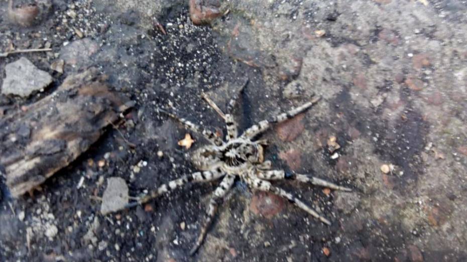 Жители семилукского поселка Латная сообщили о появлении тарантулов