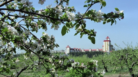 Участок возле яблоневого сада в Воронеже арендуют за 504 млн рублей
