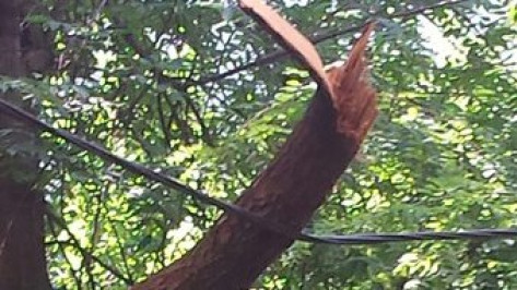 В Воронеже сломанное дерево повисло на проводах на улице 25 Октября