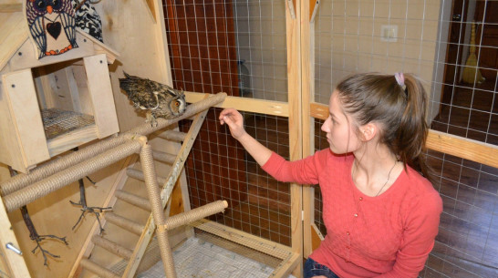 В Лисках семья спасла совенка со сломанным крылом