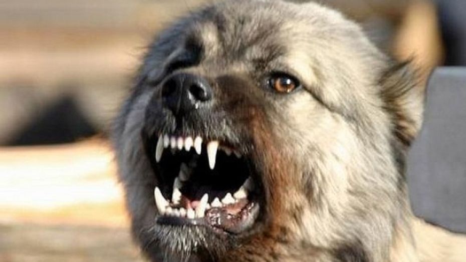 В Подгоренском районе одичавшие собаки нападают на людей