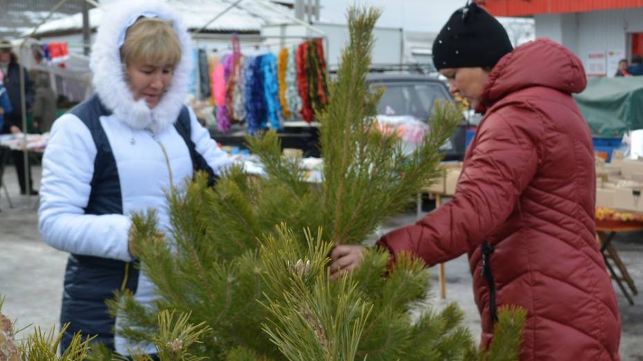В Петропавловском районе началась продажа новогодних елок 