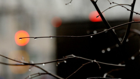 Рабочая неделя в Воронеже будет дождливой и теплой