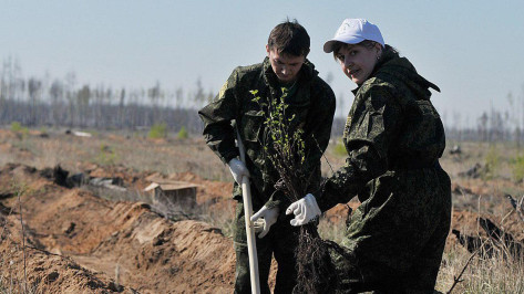 Экоактивисты позвали воронежцев на посадку деревьев в сквере ДК Железнодорожников