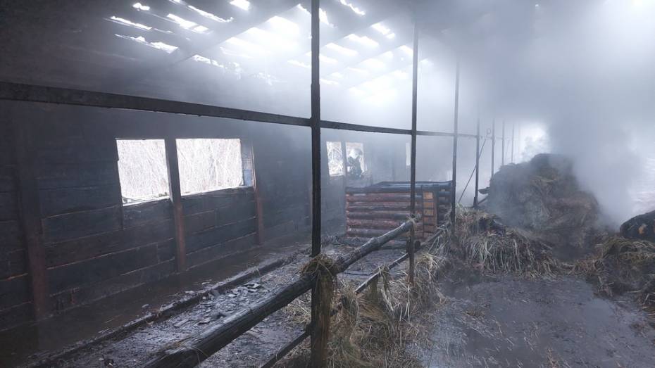 При пожаре на ферме в репьевском селе Россошь погибли 27 коров и телят