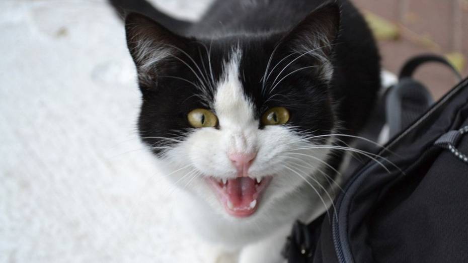 В ольховатском поселке объявили карантин по бешенству из-за бездомного кота