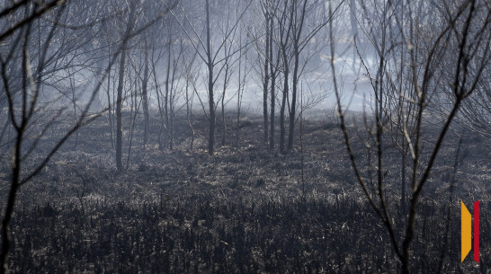 Воронежские спасатели показали последствия опасной жарки шашлыков в лесу