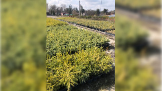 Бережливый проект помогает восстанавливать леса в Воронежской области