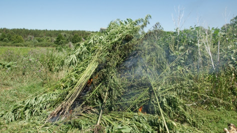 В Воронежской области в ходе операции «Мак» уничтожено более 2,5 тонн наркосодержащих растений