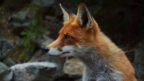 Воронежцам показали ночную прогулку лисы без хвоста: видео
