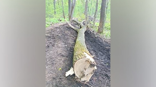 Под Воронежем черные лесорубы уничтожили 81 дерево