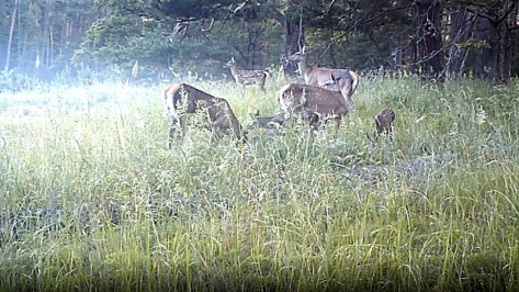 Воронежский заповедник показал прогулку оленьего «детского сада»