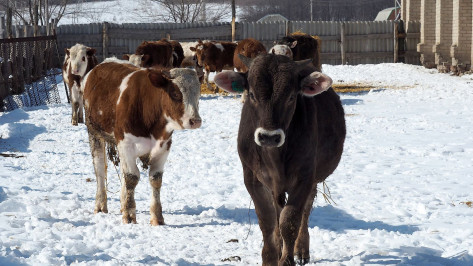 Воронежский фермер с фантомными коровами получил условный срок за ущерб бюджету в 350 тыс