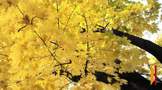 В Воронежской области вновь потеплеет до +21 градуса