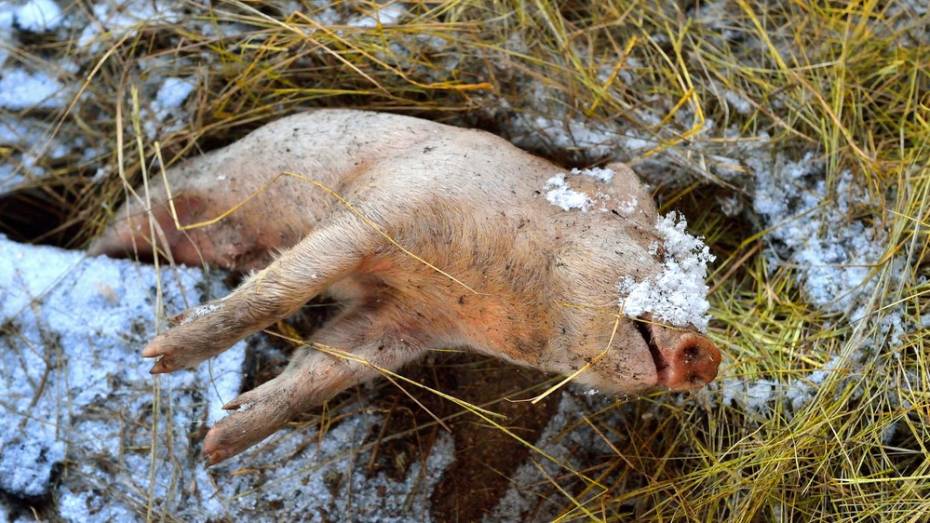 В борисоглебском селе Горелка на пожаре погибли свиньи