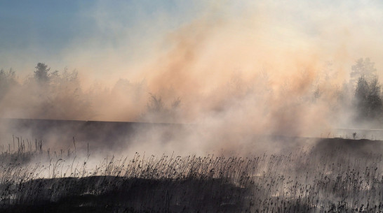 Ландшафтный пожар в поселке под Воронежем разросся в 7 раз