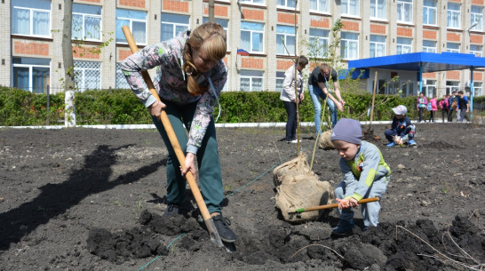 В Кантемировке посадили «именные» деревья