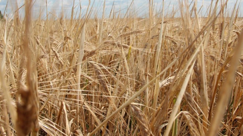 Воронежские аграрии планируют в 2016 году собрать 3,5 млн т зерна