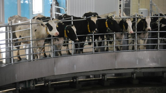 В Лискинском районе запустили молочный комплекс