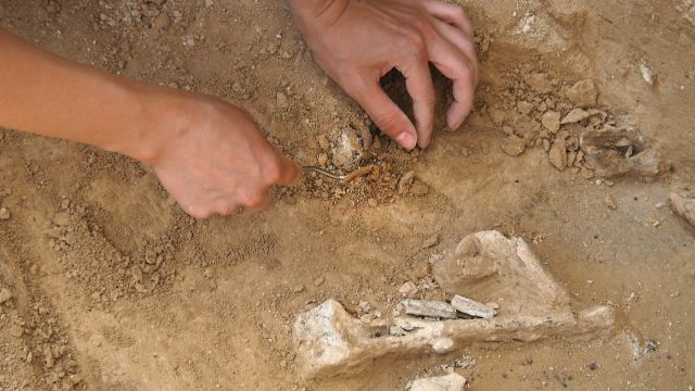 Историки ВГУ обнаружили уникальное сарматское захоронение в Воронежской области